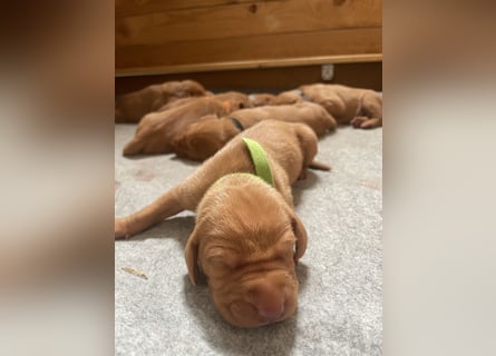 Reinrassige Magyar Vizsla Welpen mit Papieren – abzugeben ab 19.09.25