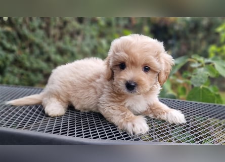 Maltipoo Welpe