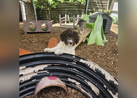 Lagotto Romagnolo Welpen (Rüde und Hündin) vom Fichtelhof