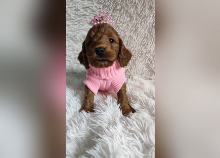 Wunderschöne Cockapoo-Welpen