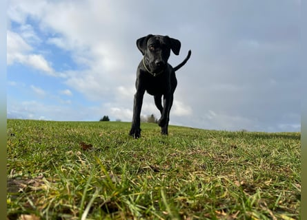 Wurf Cane Corso/Flat & Broholmer