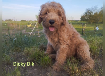 Wunderschöne Labradoodle Welpen, dürfen jetzt ausziehen!