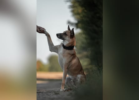 Mica – Abenteurer mit Herz sucht erfahrenes Zuhause