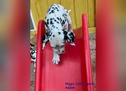 Magic Little Spots - tolle Dalmatinerwelpen aus verantwortungsvoller VDH Zucht