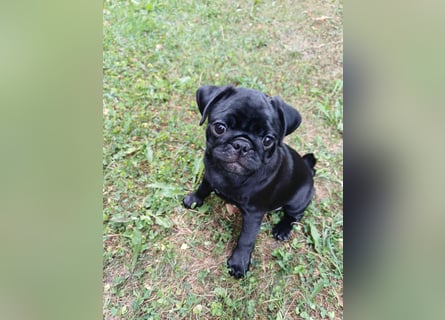 Mops welpen ab sofort Abgabe bereit.
