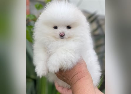 Pomeranian Zwergspitz