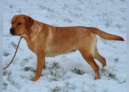 Labrador Welpen Foxred