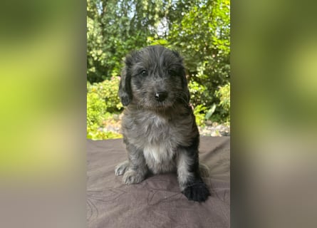 Aussiedoodle Welpen mini / medium F1