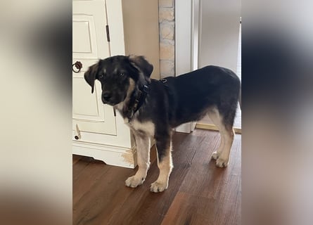 In der Nähe von Köln Traumhund Ben sucht ein Zuhause