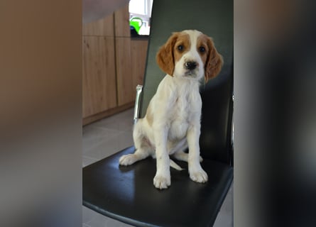 Sportlicher Familienhund - Irish Red and White Setter