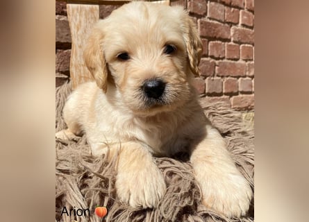 Labradoodle F1 apricot