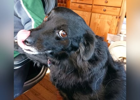 ungar. Zamperl MOLLY - 8 Jahre, 35cm/9,8kg - kleiner Mischling
