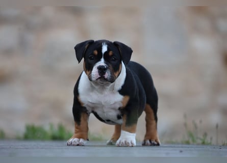 Unglaublich schöne American Bully Welpen!