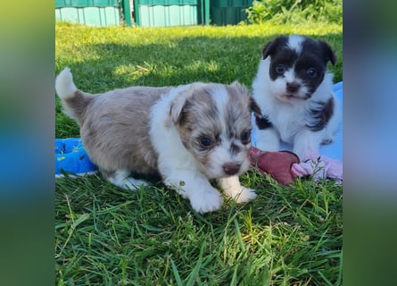 Bezaubernde Welpen aus Bolonka Zwetna und Pomeranian (Zwergspitz)