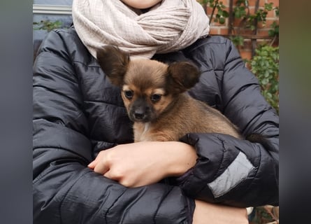 XXS Mini-Rasse-Mix Welpen Chihuahua, Papillon