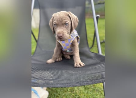 Labrador Welpen reinrassig Rüde Silber NRW Düsseldorf Köln Kleinanzeige