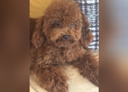 Pudel sehr kleine Pudel Asiatische Linie  Schosshund