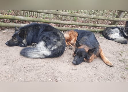 Langstockhaar Schäferhund  Rüde