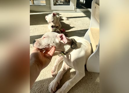 NEUE Welpen sind da.. die reinrassigen Dogo Argentinos mit Ahnenpass