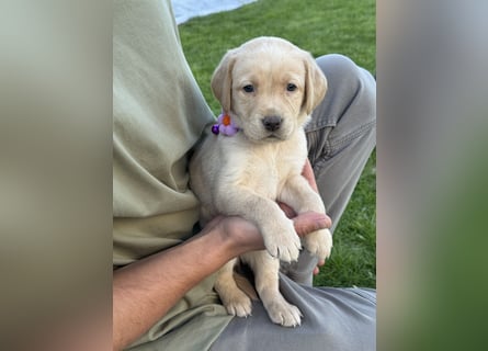 Labrador Welpen Arbeitslinie Silber Weiß Rüde Hündin Düsseldorf