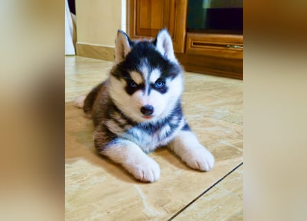 FCI Pedigree Blue Eyed Black & White Siberian Husky Champion Puppy