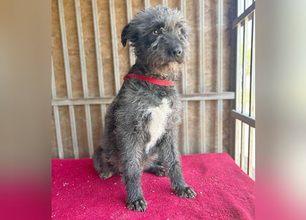 ❤️ kuschelige Familienhündin TAMI - 2 Jahre, 45cm/14kg - Schnauzer-Pumi-Mix ❤️
