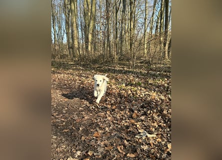 Zwei Schneeweiße Labrador Rüden suchen noch ein tolles Zuhause mit Ahnentafel