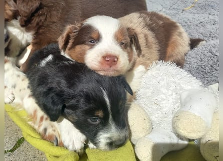 Hübsche Aussie Welpen