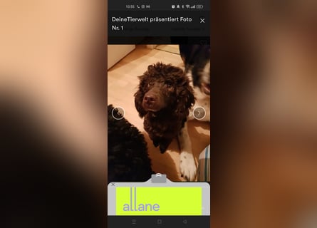 Maltipoo
