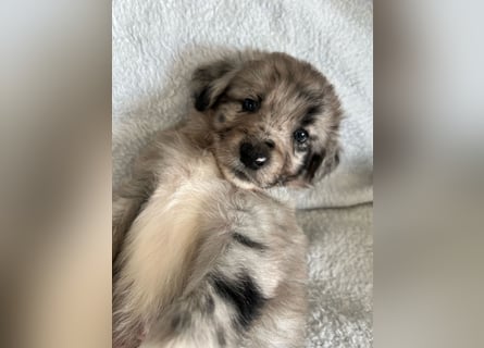 Süße Border Collie -Mudi mix Welpen