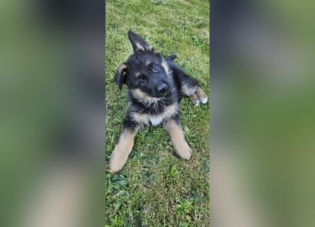 Schäferhund Welpen