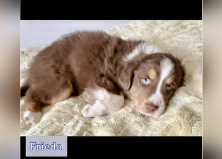 Australian Shepherd Welpen braun/redtri (Minimix/Reinrassig)+ Gesundheitszeugnis