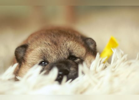 Schöne rote Shiba inu Welpen MEI, MIKA, MASARU mit FCI dokumenten