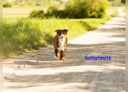 Australian Shepherd Welpen Rüden, ASCA