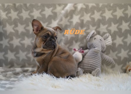 Bezaubernde  & Freiatmende Französische Bulldogge Babys auf Familiensuche