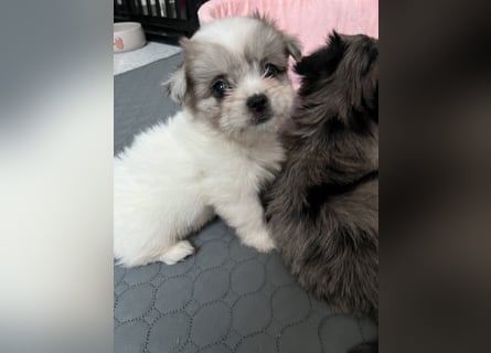 Maltipoo - Welpen - Rüden und Hündin