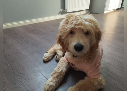 Wunderschöne Labradoodle Welpen, dürfen jetzt ausziehen!