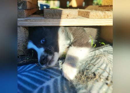 Sheltie 's wahre Seelenhunde