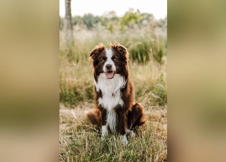 Wurf Ankündigung,  reinrassige Border Collie Welpen mit Papieren!!