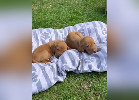 Mayar Vizsla Welpen