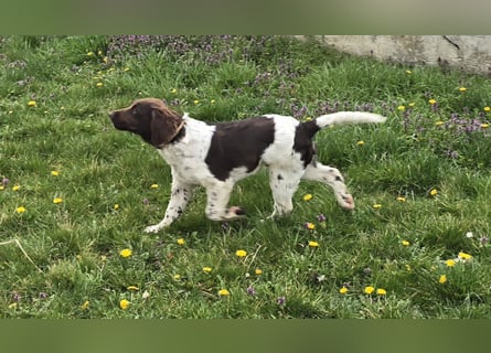 Kleine Münsterlander Welpen