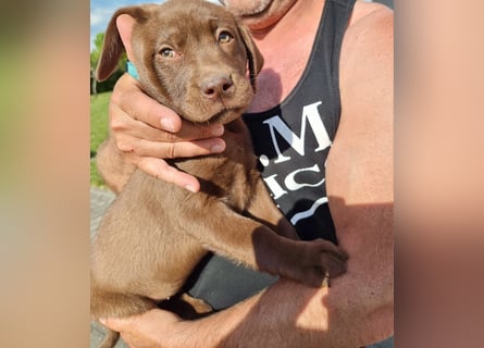 Zuckersüße Reinrassige Labrador Welpen suchen liebevolles Zuhause!