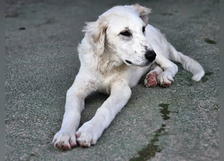 Paolo: dankbarer, verschmuster Welpe