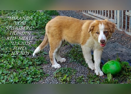 Border Collie-Welpen , black-,red-white und red-merle