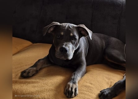 Süße Labradorwalmaraner/ American bully (pocket) Mix