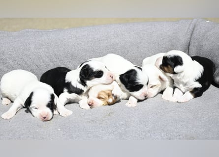 traumhaft hübscher Tibet Terrier Welpen aus erfahrender Zucht  sind geboren dürfen im Juni ausziehen