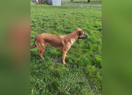 Schäferhund-Rodesien Ridgeback Michling  8 Monate
