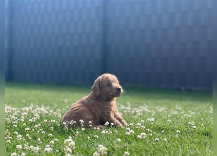 Labradoodle Welpen F2 Mini