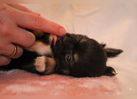 Chihuahuawelpen