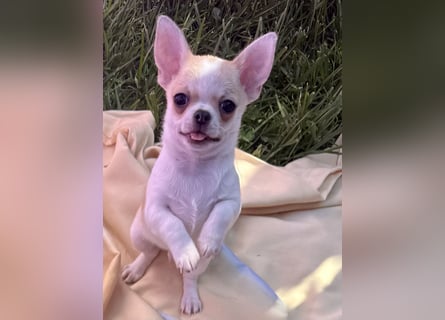 Chihuahua Rüden 9 Wochen alt mit Ahnentafel